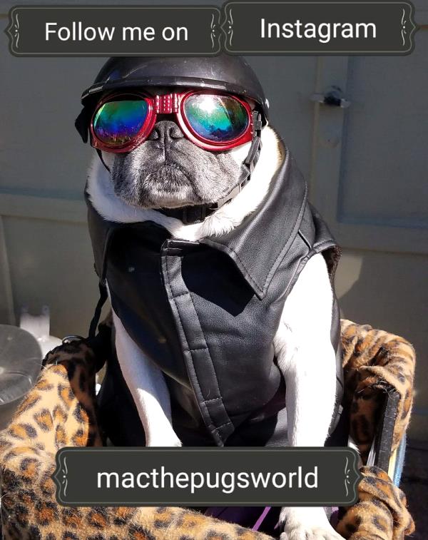 /images/uploads/pug nation rescue of los angeles/2018pugnation/entries/6136thumb.jpg